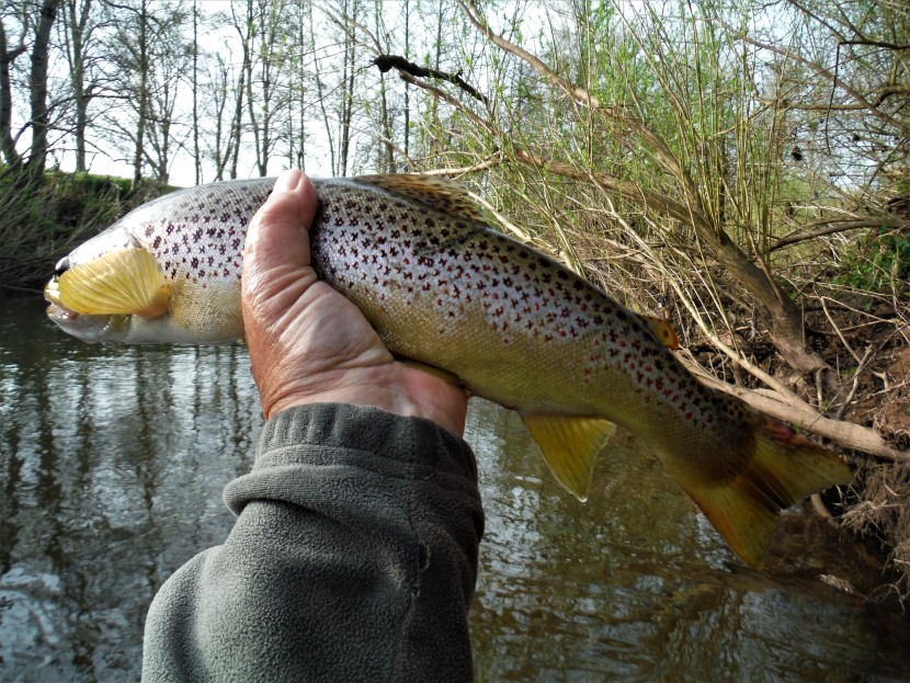 Monnow Valley trout